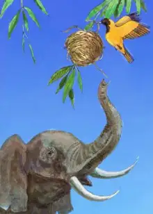 Обложка книги Птичка и слон