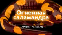 Обложка книги Огненная саламандра