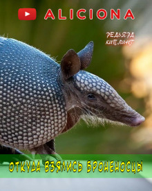 Обложка книги Откуда взялись броненосцы