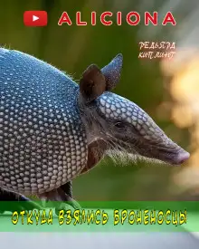 Обложка книги Откуда взялись броненосцы