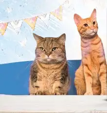 Обложка книги Юнга с эсминца «Оголтелый» и другие истории про котов