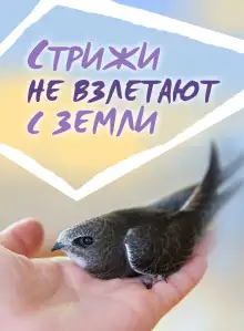 Обложка книги Стрижи не взлетают с земли