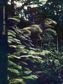 Обложка книги Жизнь до человека