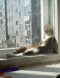 Обложка книги Семь снов черного кота. Сон седьмой. Муха