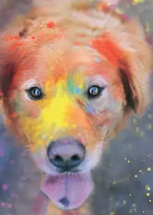 Обложка книги Догхантер. Радужный мост