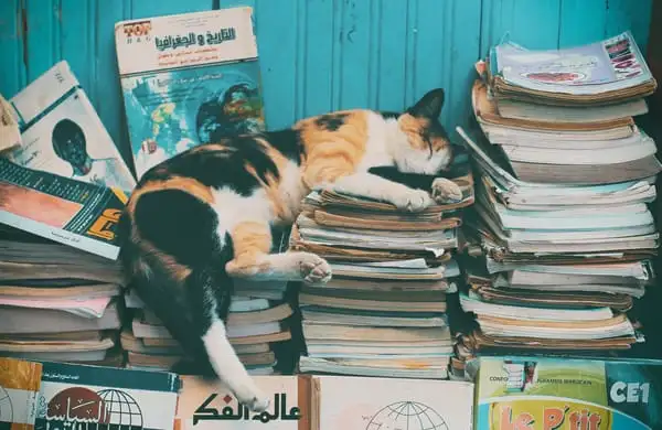 Обложка новости Книги про котов